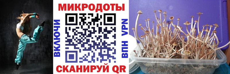 где найти   Жердевка  Псилоцибиновые грибы мицелий 